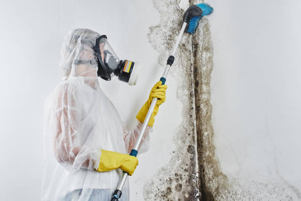 Mold Removal and Inspection in Grandview, OK