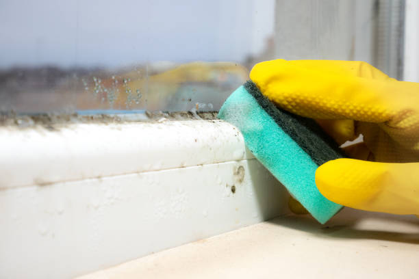 Best Fast Mold Removal  in Grandview, OK