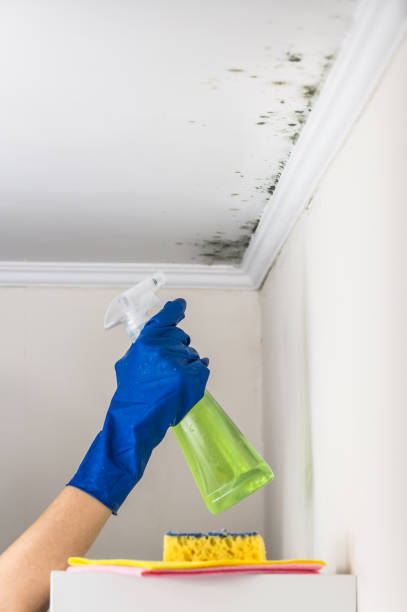 Best Same-Day Mold Removal  in Grandview, OK